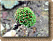 dwarf conifer arovnk